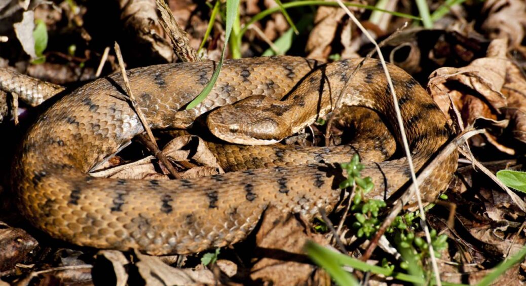 Візьміть до уваги й сусідам порадьте: 6 ефективних заходів, щоб не привабити гадюк до вашої ділянки 