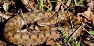 Садівники розповіли, як захистити сад від гадюк