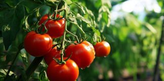 Експерти назвали найкращий сорт помідорів, який точно сподобається кожному городнику
