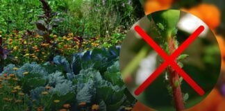 Відомі 5 видів квітів, які позбавлять від шкідників на городі