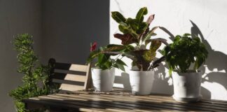 9 ефективних порад для догляду за рослинами на балконі 