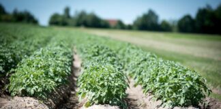 Ця простенька хитрість підкаже вам, чи варто скошувати картопляне бадилля