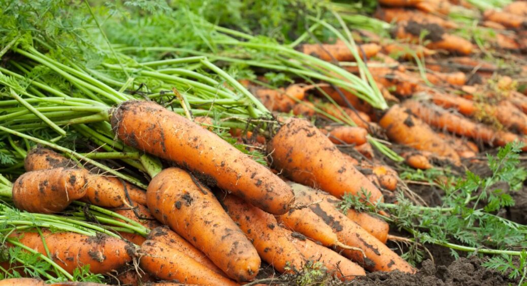 Морквяні чари: 1 жменя цього “сипучого золота” – і коренеплоди ростуть, як у казці. Сусіди обзаздрилися! 