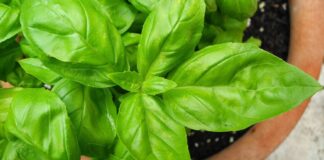 Садівники назвали 5 помилок, яких слід уникати при вирощуванні базиліка