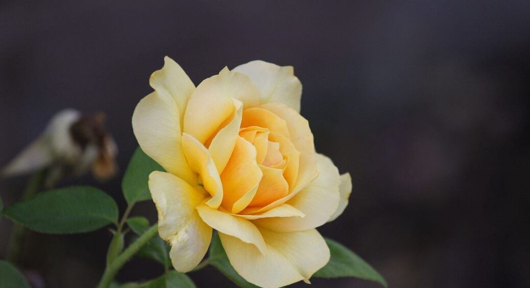 Мої троянди зівʼяли одразу після посадки в саду – що робити? Розповідаю, як вирішити це всього за 1 день 