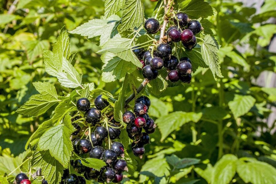 За кущиками смородини в серпні завжди доглядаю за цією перевіреною схемою