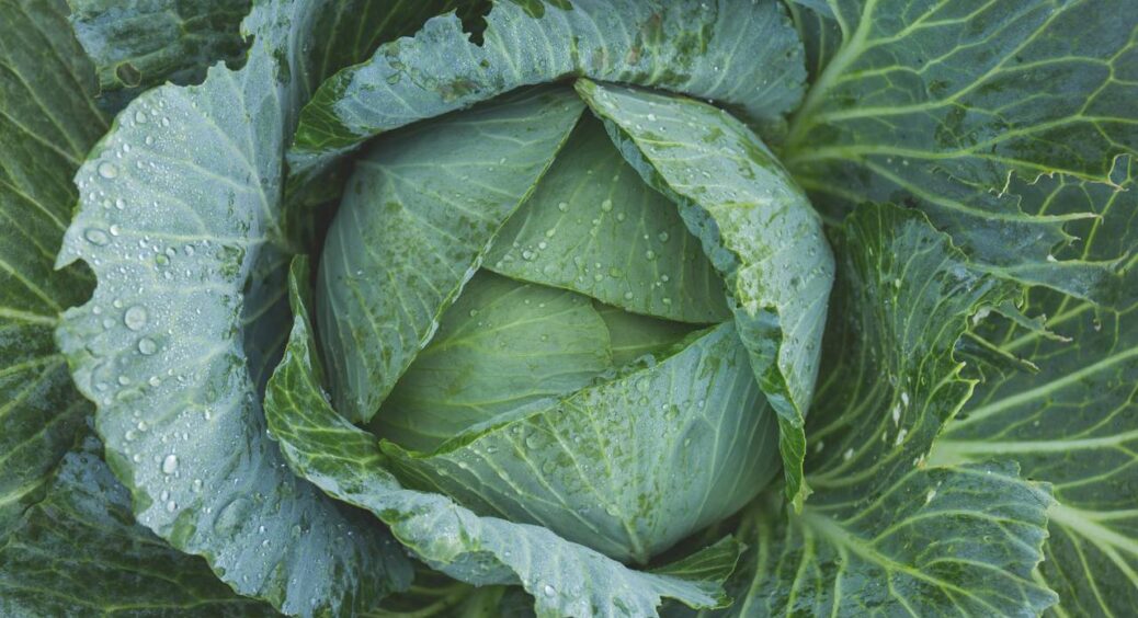Роблю ці прості трюки і більше не маю мороки з качанами капусти, які тріскаються: секрет всіх агрономів 