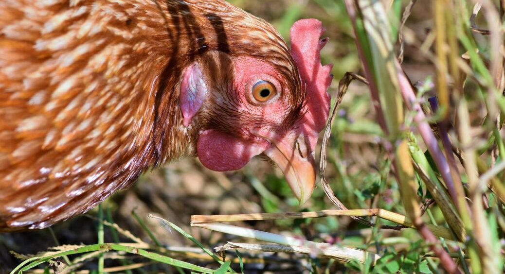 Вимила курник цим простим засобом – і всі паразити втекли як ошпарені: тепер мої кури наче з салону краси 