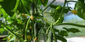 Городники розповіли, як прибрати пустоцвіт на огірках