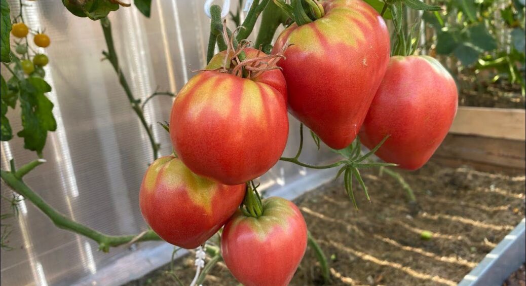 Спочатку просто жовта облямівка — а потім гачки й “зелені плечі”: як рятувати огірки та томати вчасно 