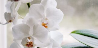Як повернути до життя засохлу орхідею 