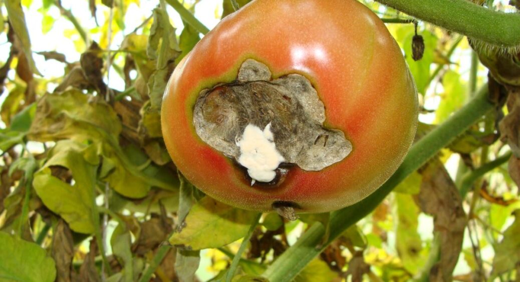 Не тільки сарана “пожирає” врожай: в Україні зʼявилася нова “зараза”, що знищує усе на своєму шляху 