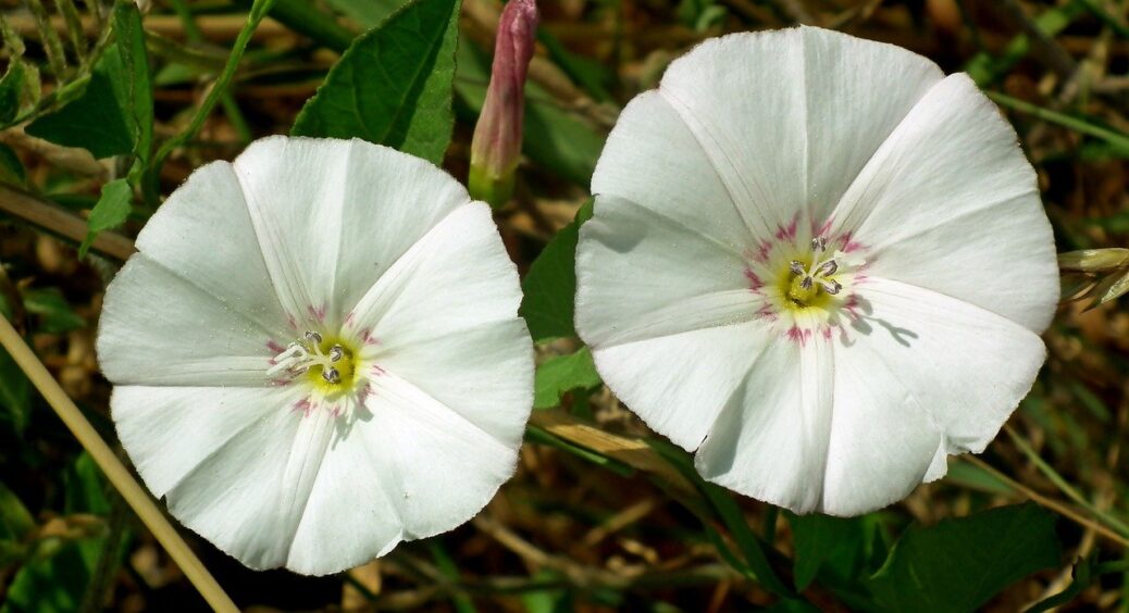 З берізкою та іншими бур’янами я не церемонюсь: за 1 ніч вивела всі трави і навіть гербіцидами не прискала 