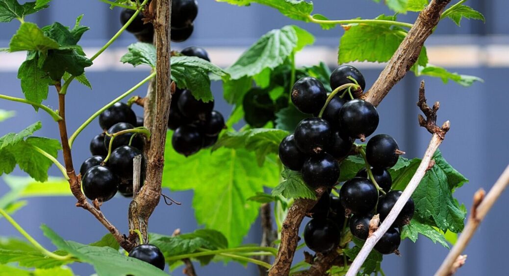 Правило “2-річних гілок”, про яке всі забувають: що робити зі смородиною восени, аби потім був щедрий врожай 