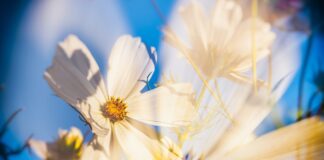 Садівник розповів про властивості космеї підживлювати ґрунт