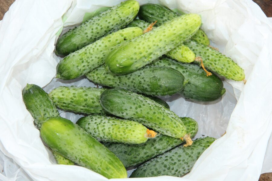 Експерти розповіли про ефективне добриво для підвищення врожайності огірків на грядці