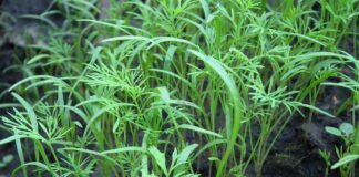 Як виростити крім без парасольок: поради від агронома