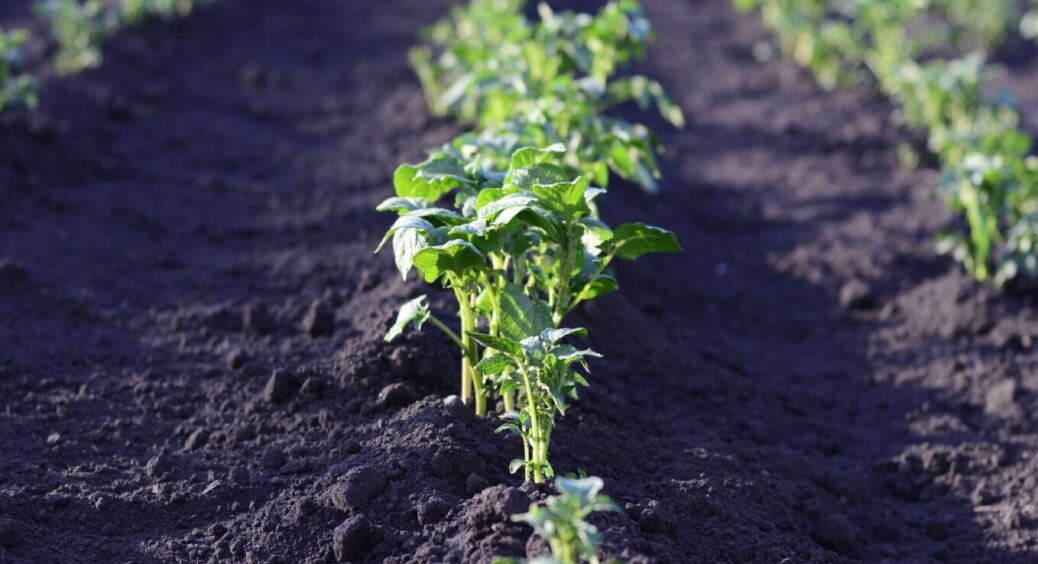 Дід Василь, який 50 років землю доглядав, розкрив секрет: 5 сидератів, що зроблять ґрунт родючим до весни 