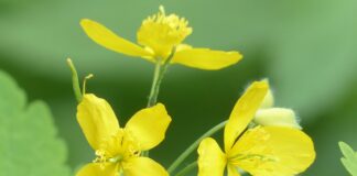 Укорінення рослин за допомогою чистотілу