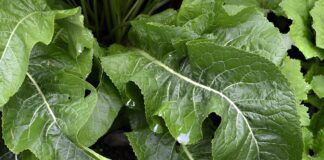 Як боротись із фітофторою за допомогою хрону