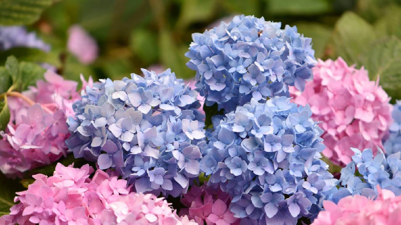 Квітникарі розповіли, як восени правильно обрізати гортензію