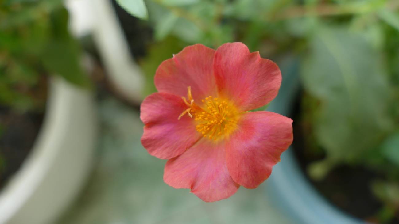 Експерти розповіли про невибагливу альтернативу петунії