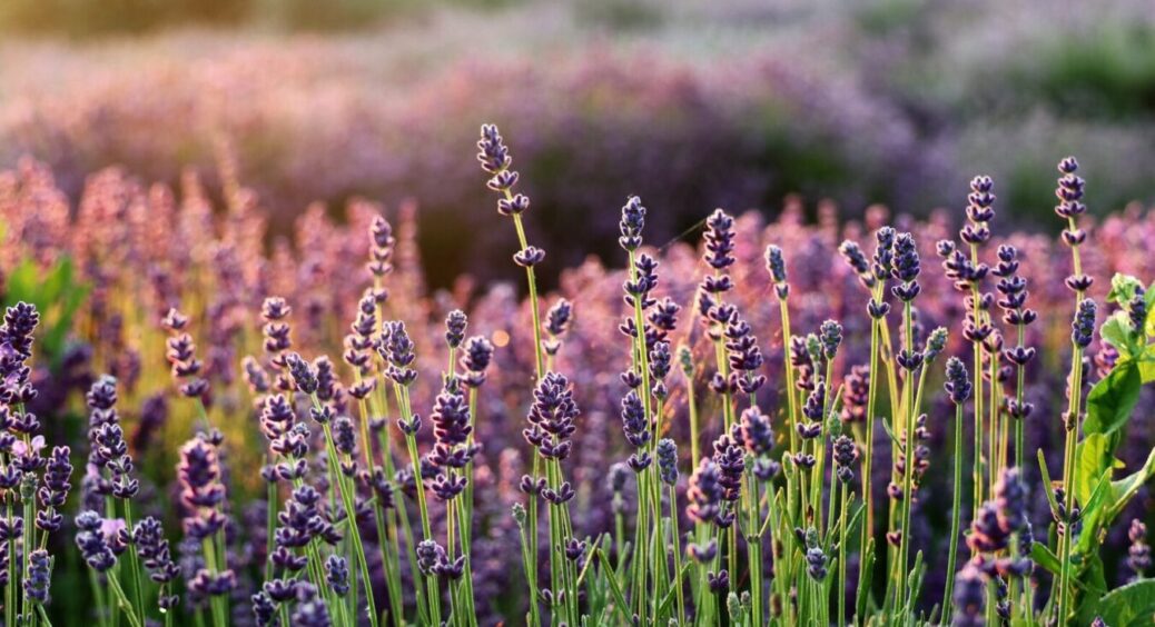 Купила саджанці 5 найневибагливіших багаторічників для свого саду: вони квітнуть усе літо 