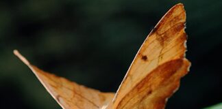 Експерти розповіли, що робити, якщо у квартирі чи будинку завелась міль і як від неї позбутись