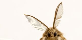 Господині розповіли, що робити, якщо завелася міль 