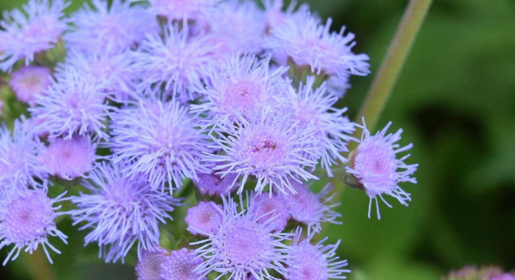 Забудьте про бур’яни в саду раз та назавжди: ця яскрава екзотична квітка стане вашим вірним союзником 