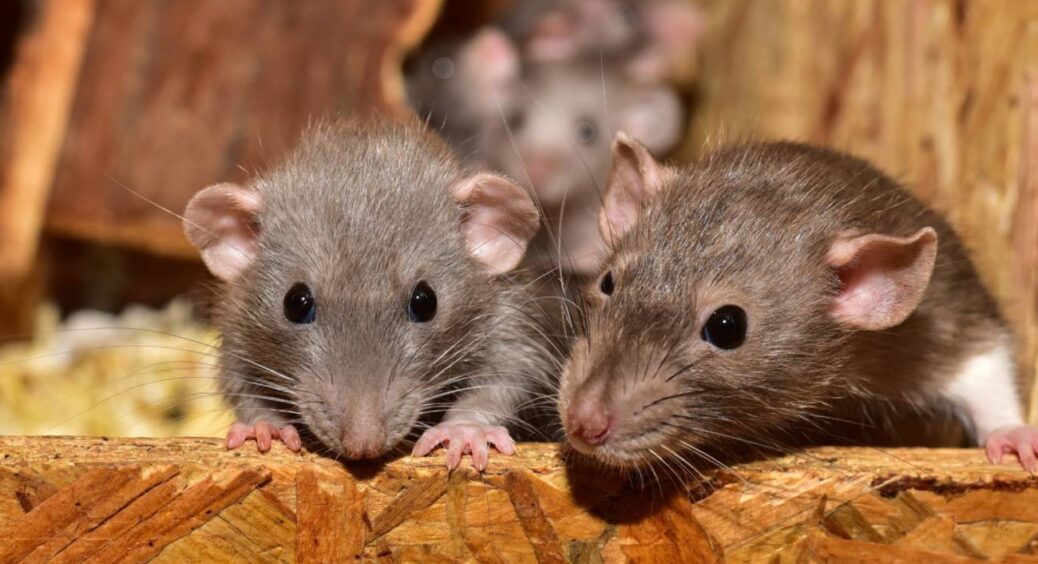 1 тріщина – і сім’я щурів у домі: герметик має бути міцнішим за зуби гризунів – ось який підходить 