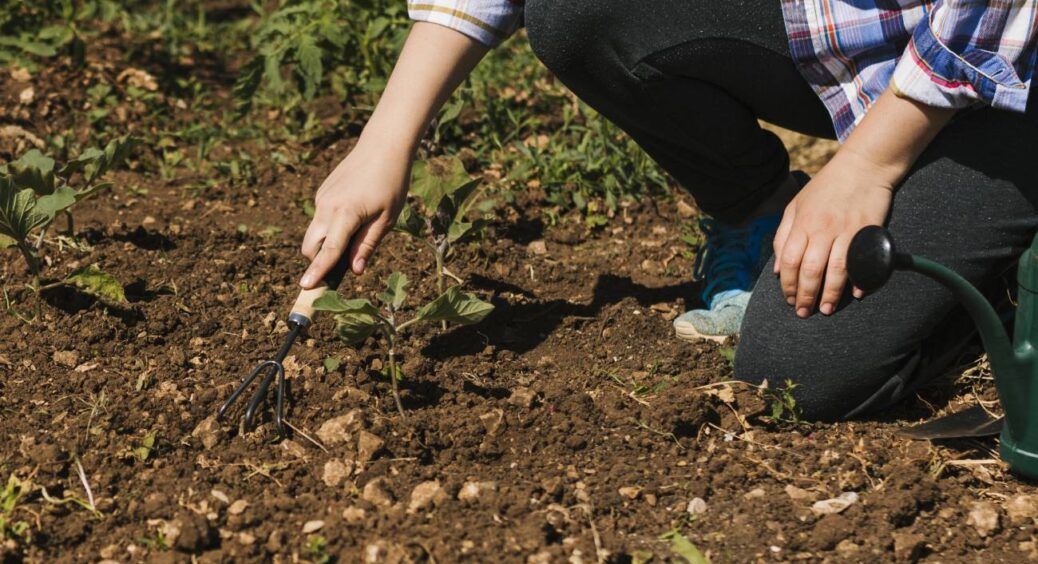 Готуємо ділянку до осені: 3 важливих завдання для городника в останні 2 тижні серпня для родючості ґрунту 