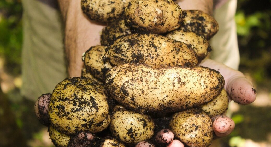Коли пора викопувати картоплю: зберіть врожай у ці 2 дні і бульба пролежить свіженька до самої весни 