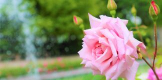 5 золотих правил для живцювання трояндових кущів