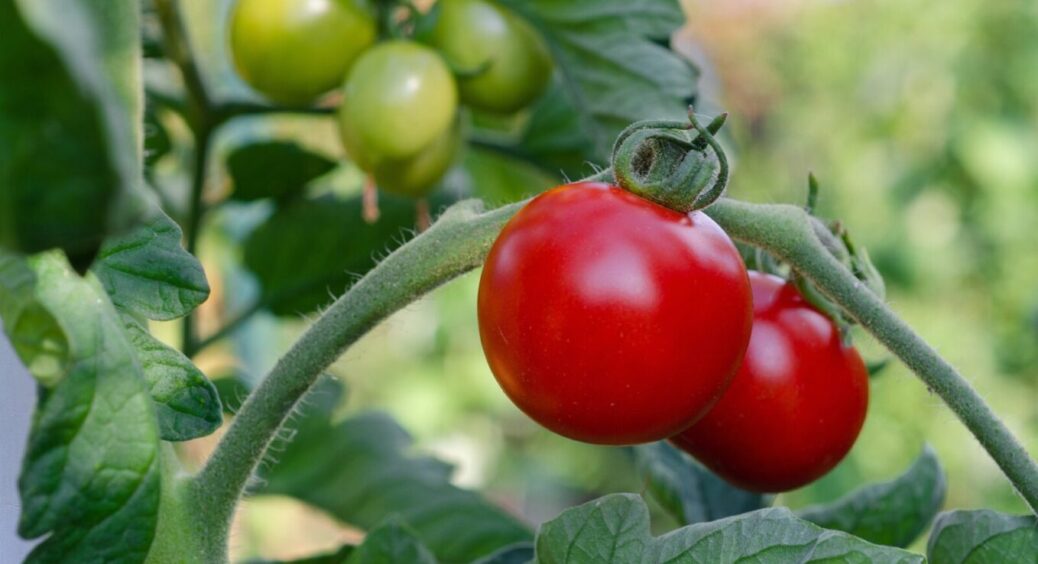 А я ж хотіла, як краще: улюблене добриво всіх дачників робить помідори несмачними, дрібними, порожнистими 