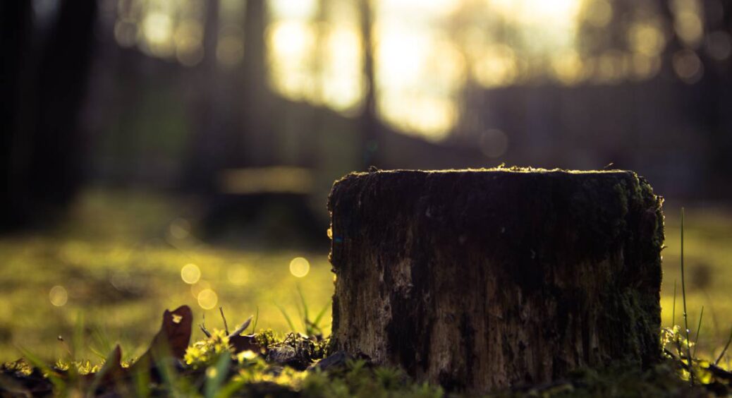 Не мажу селітрою і не викорчовую: щоб прибрати пень з ділянки, знадобиться 3 хвилини, і аж ніяк не цілий рік 