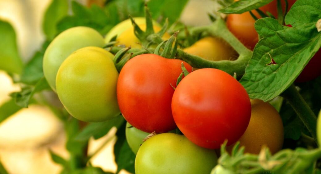 Поки не збагнула, томати були ледь живі: 5 поширених помилок на городі, які заважають вашим помідорам 