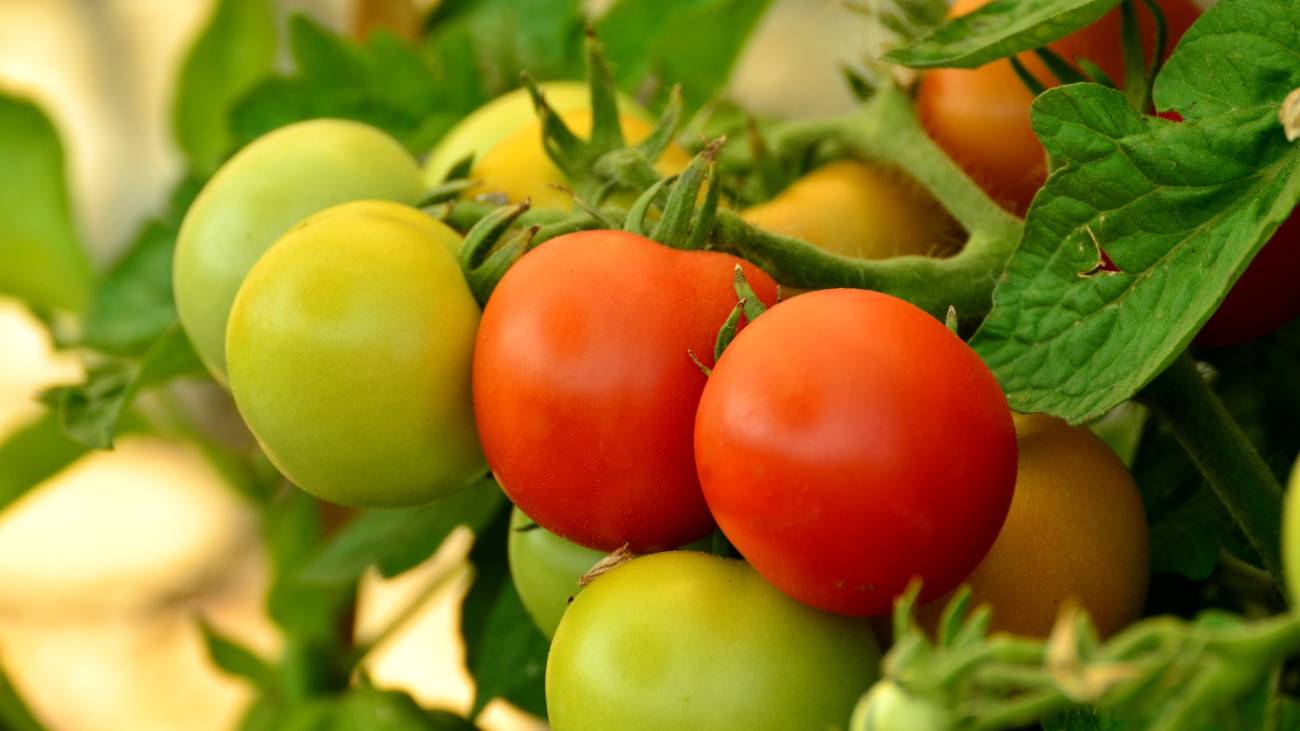 Експерти розповіли, як врятувати врожай томатів від фітофтори