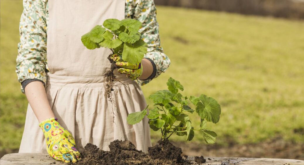 Дача в стилі “Тиха розкіш”: ці 5 “заморських” овочів я завжди вирощую сама – неочікувано прості у догляді 