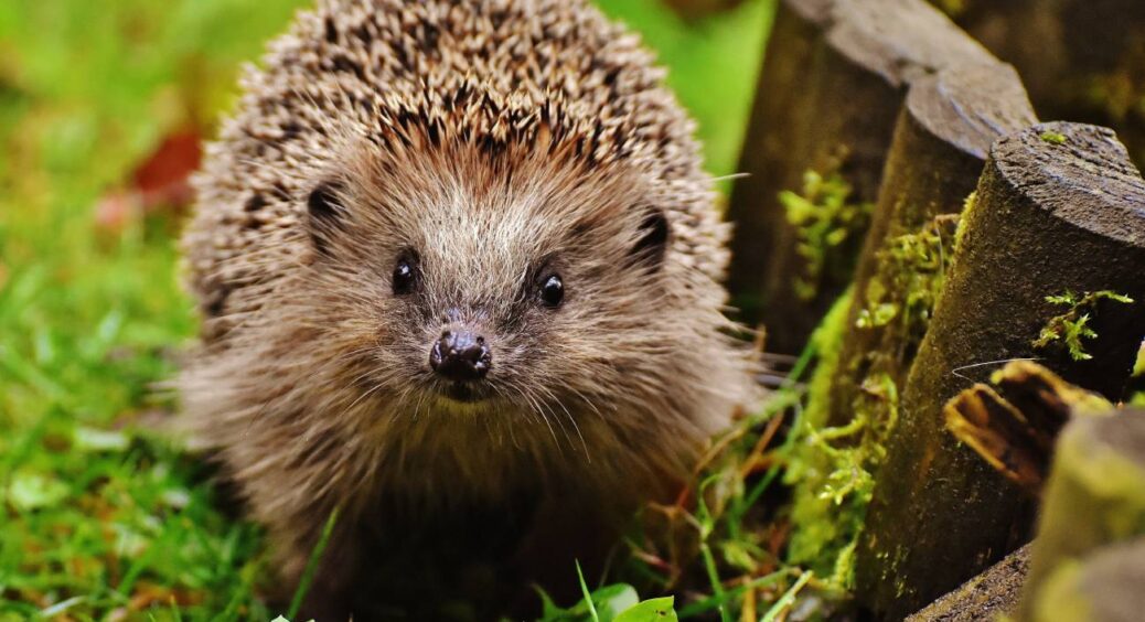 Як зробити їжачка щасливим? 8 кроків, щоб привабити їжака на дачу – і слимаки повилітають як ошпарені 