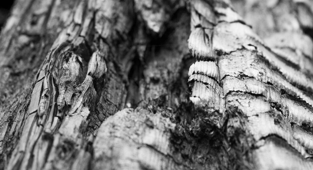 Досвідчені дачники давно про це говорять: які рослини не варто підживлювати золою, бо врожаю не буде 