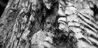 Городник розповів, які овочі не можна підживлювати золою