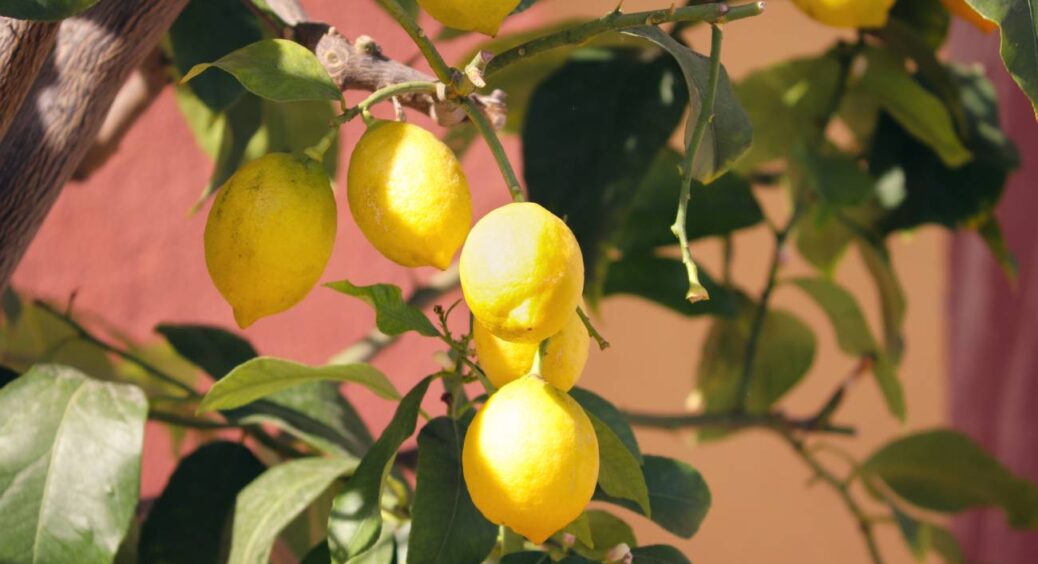Все підвіконня у дармових лимонах: як просто виростити з кісточки магазинного цитрусу екзотичне дерево вдома 