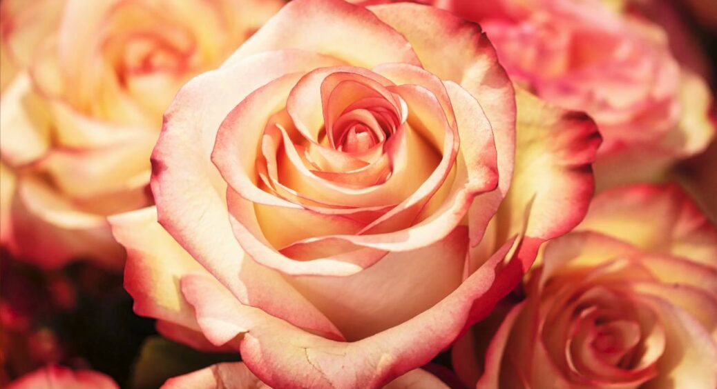 Добре чи погано – ось в чому питання: сусідка по дачі Наталя розповіла, навіщо обривати листя троянд на зиму 