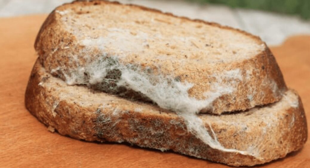 Пліснява на хлібі – це не та, що на сирі: 1 ознака, коли продукт треба викинути, а коли – можна їсти 