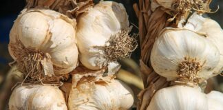 Експерти розповіли, як правильно зберігати часник 