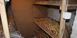  Господині розповіли, як прибрати вогкість та конденсат із погреба