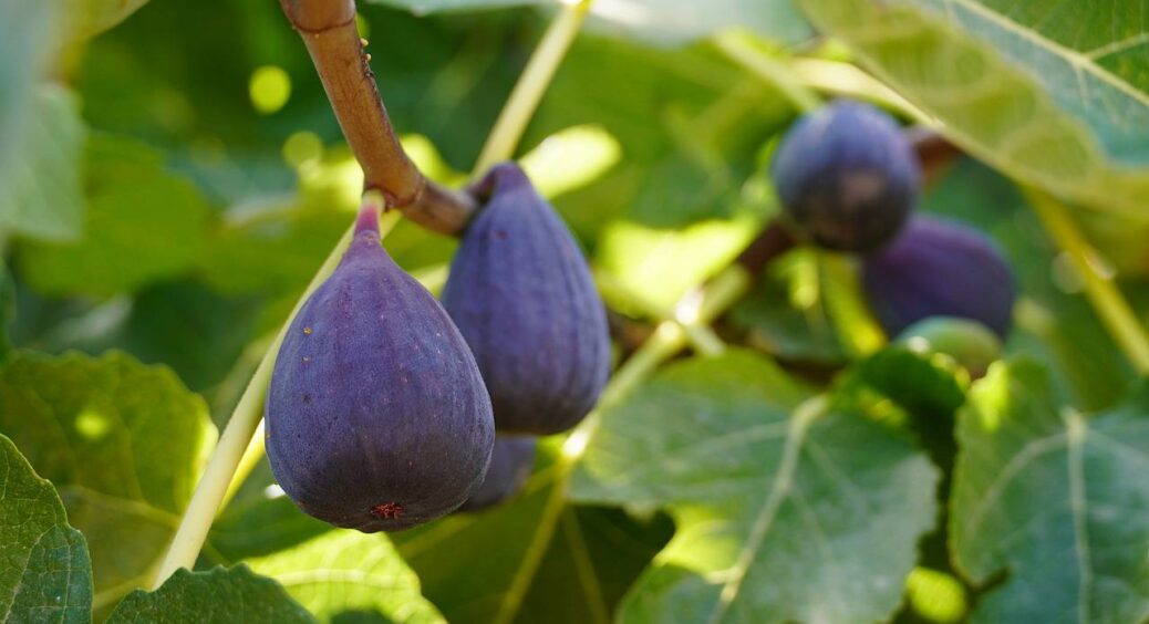 Розумні городники проводять обрізку інжиру восени у цей ефективний спосіб – навесні збирають рясний урожай 