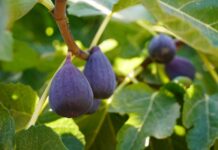 Посадила 8 “іноземців” у сад – тепер не купую фрукти: ківі, інжир та азіміна ростуть, як бур’яни Експерти розповіли, як урізноманітнити свій сад екзотичними рослинами