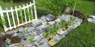 Городники розповіли, як зробити мульчу з газет на грядках